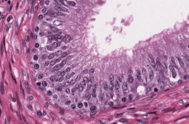 APARATO REPRODUCTOR MASCULINO – ATLAS DE HISTOLOGÍA
